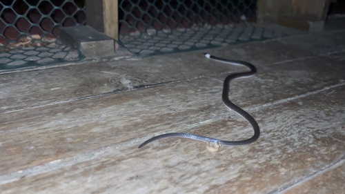 White-headed snake