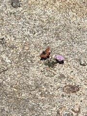 Euphydryas chalcedona sierra