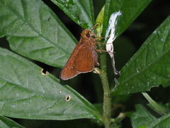 Caltoris cahira austeni