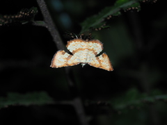 Corymica deducta
