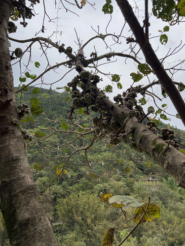 Roxburgh fig