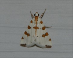 Conchylodes octonalis