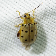 Walterianella durangoensis