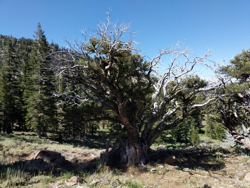Curlleaf Mountain Mahogany