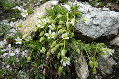 Cerastium pedunculatum