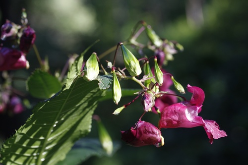 Himalayan balsam