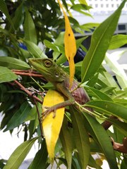 Bronchocela cristatella