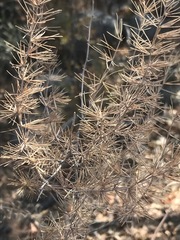 Asparagus laricinus
