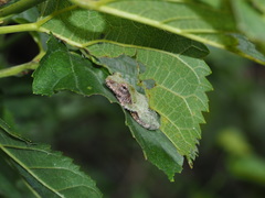 Kurixalus eiffingeri
