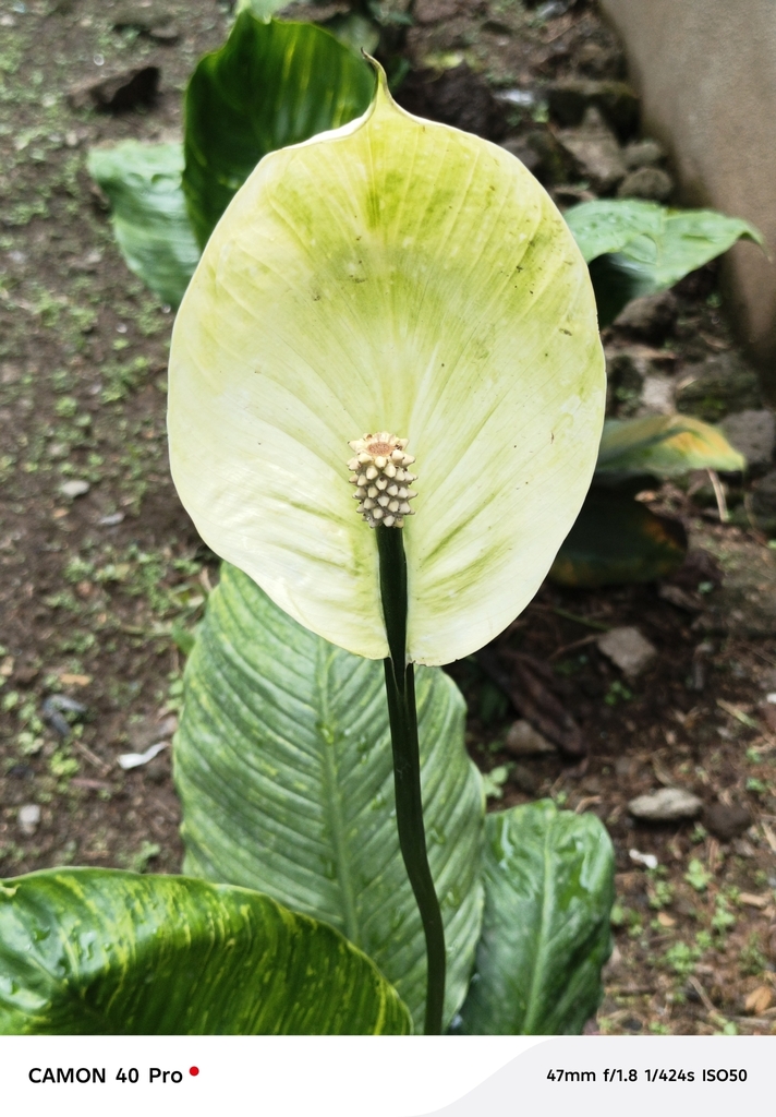 Peace lily foliage