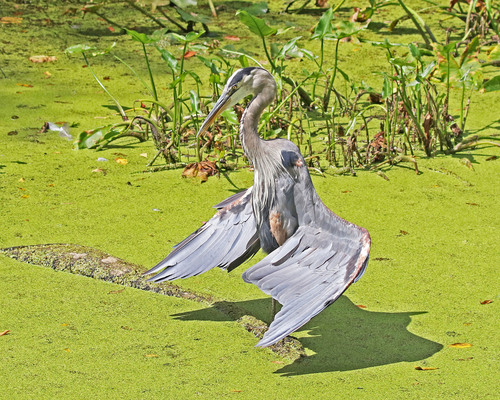 Great Blue Heron photographed in Ohio