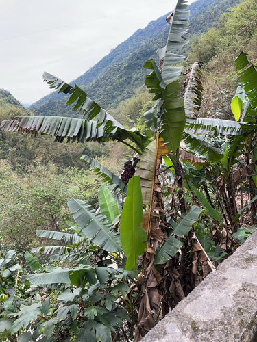 Yunnan banana