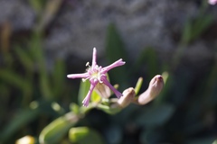 Atocion lerchenfeldianum