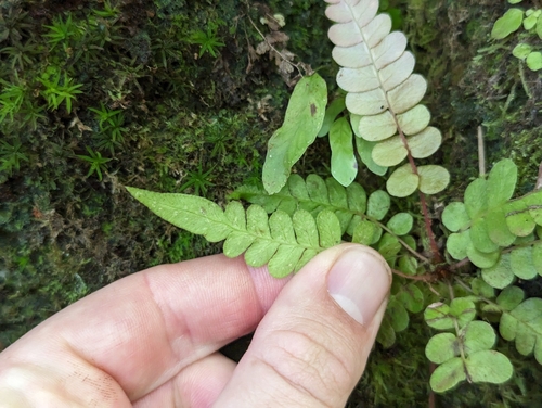Image of Blechnum appendiculatum by (c) Alexander Wentworth, some rights reserved (CC BY)