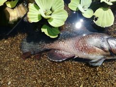 Dormitator latifrons