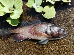 Dormitator latifrons