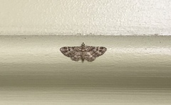 Gymnoscelis rufifasciata