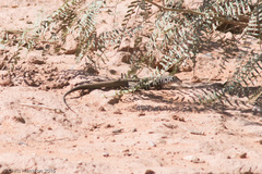 Aspidoscelis marmoratus