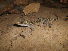 Cyrtodactylus baluensis
