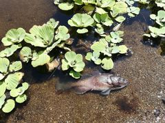 Dormitator latifrons