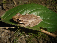 Polypedates leucomystax