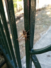 Pachytrachis gracilis