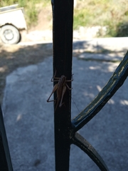 Pachytrachis gracilis