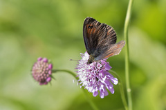 Erebia tyndarus