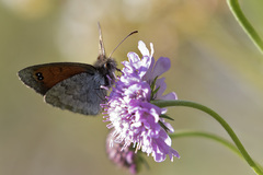 Erebia tyndarus