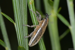 Lixoglyptus spartii