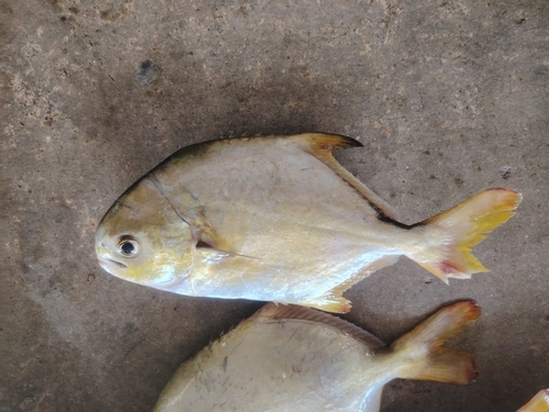 Indian pompano (Trachinotus mookalee) — Carangidae — 4