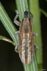 Lixoglyptus spartii