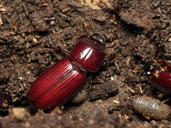 Aulacocyclus edentulus