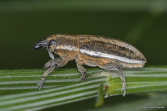Lixoglyptus spartii