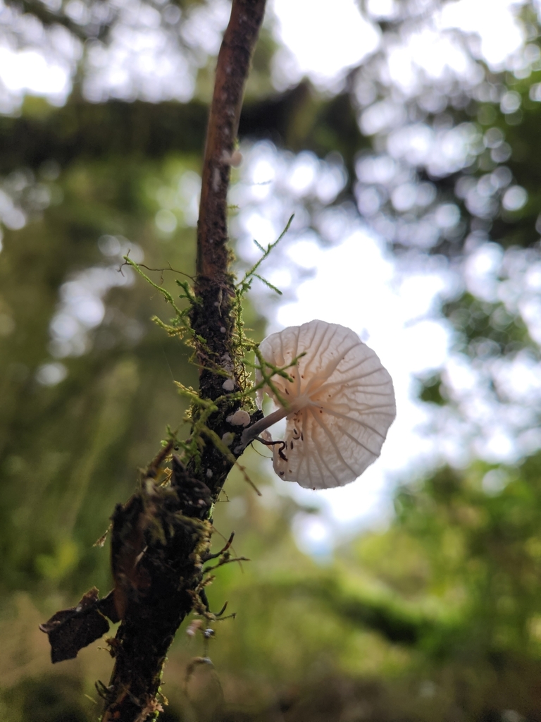 Marasmiellus candidus · March 2025 · photo: © archie_tarn (iNaturalist, cc-by)