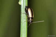 Calomicrus circumfusus