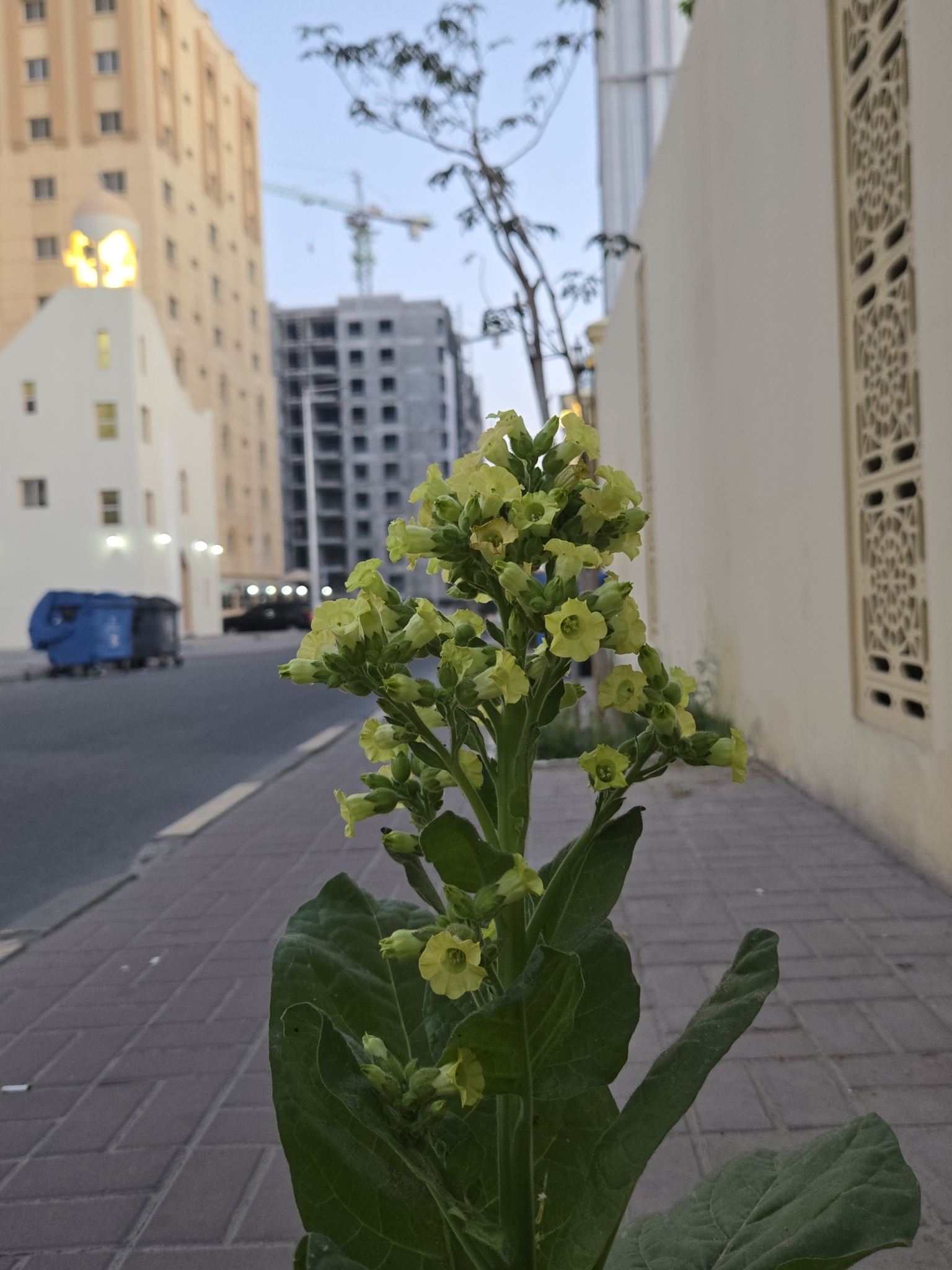 Imagem de Tabaco-de-índio