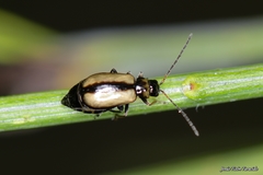 Calomicrus circumfusus