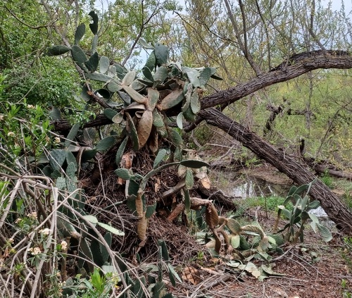 iNaturalist observation photo of Indian fig opuntia