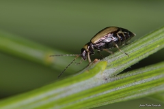 Calomicrus circumfusus