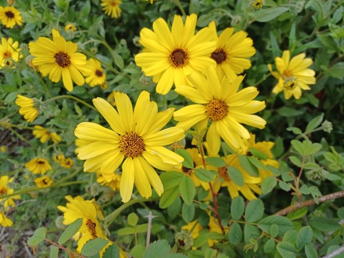 iNaturalist observation photo of California brittlebush