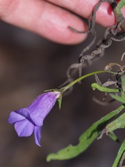Eremophila gilesii