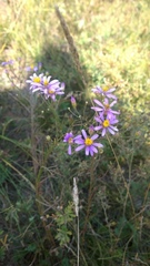 Galatella