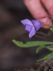 Eremophila gilesii