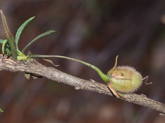 Eremophila gilesii