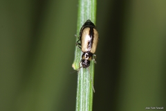 Calomicrus circumfusus