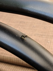 Ectemnius lapidarius