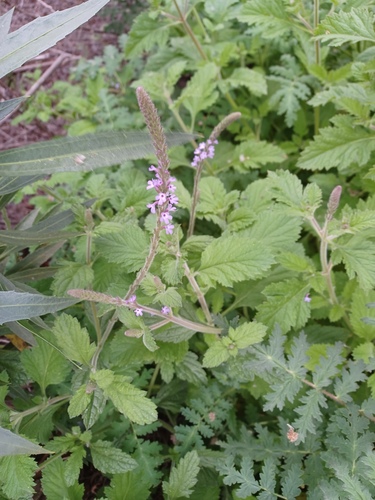 iNaturalist observation photo of western vervain