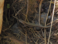 Podarcis muralis
