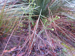Pimelea flava dichotoma